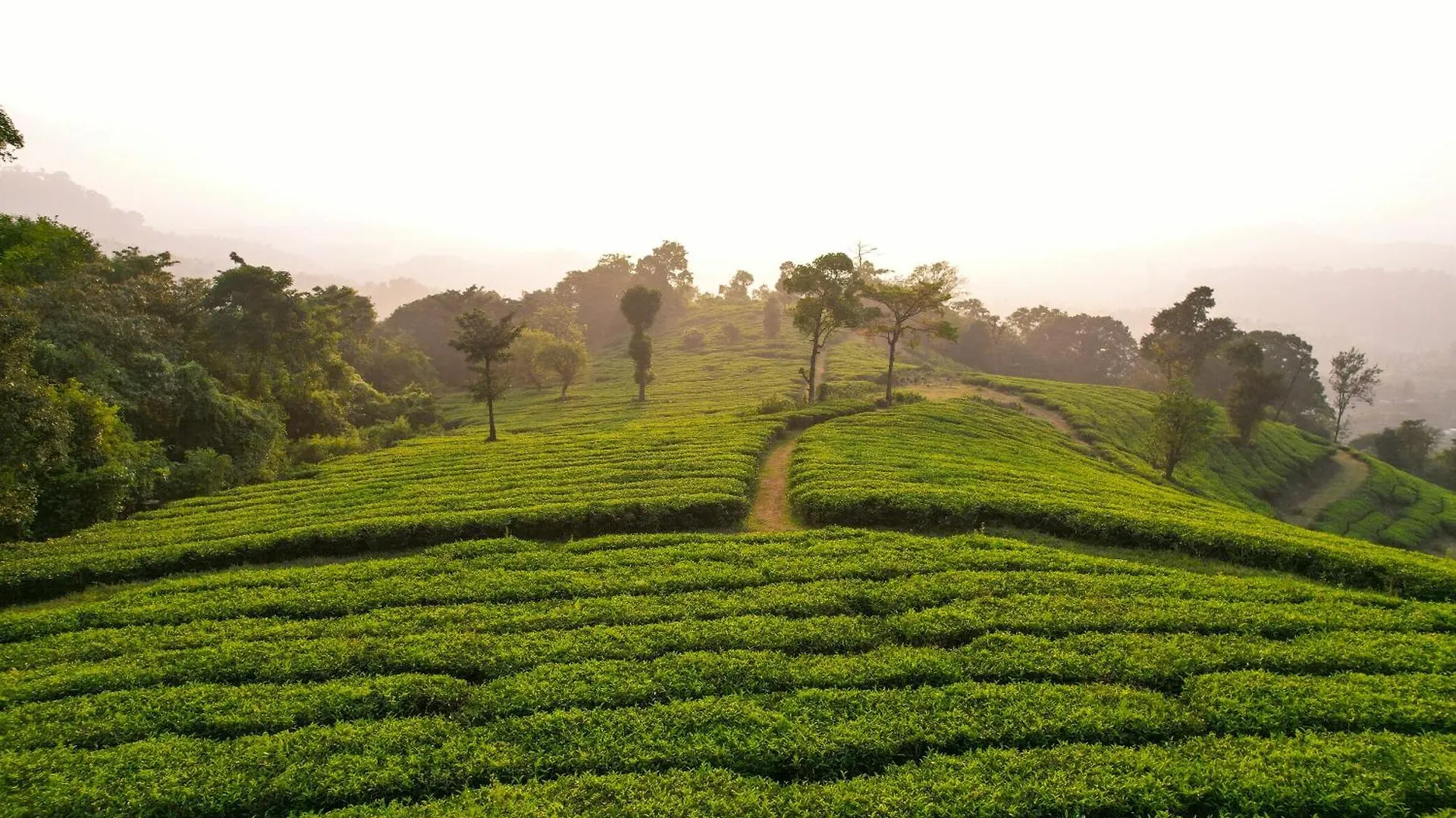 Wild Courtyard Wayanad Resort